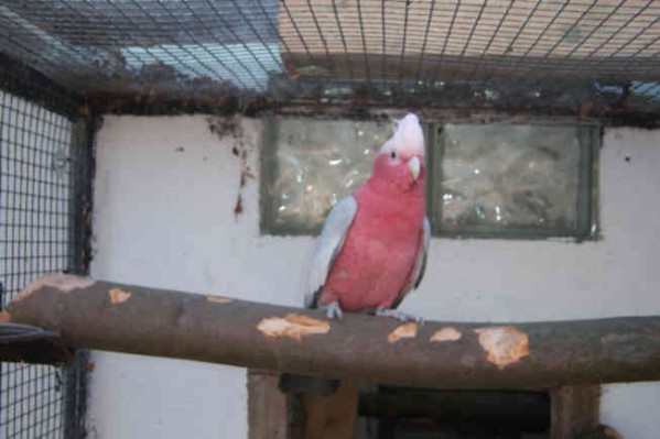 1 Uta Schokolinski Tier Naturschutzverein Niederberg Voegel-Papageien