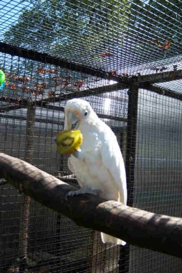 1 Uta Schokolinski Tier Naturschutzverein Niederberg Voegel-Papageien