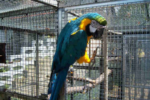 1 Uta Schokolinski Tier Naturschutzverein Niederberg Voegel-Papageien