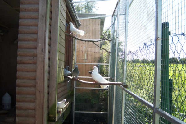 1 Uta Schokolinski Tier Naturschutzverein Niederberg Voegel-Papageien