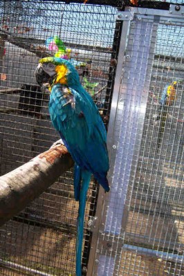 1 Uta Schokolinski Tier Naturschutzverein Niederberg Voegel-Papageien