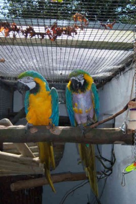 1 Uta Schokolinski Tier Naturschutzverein Niederberg Voegel-Papageien