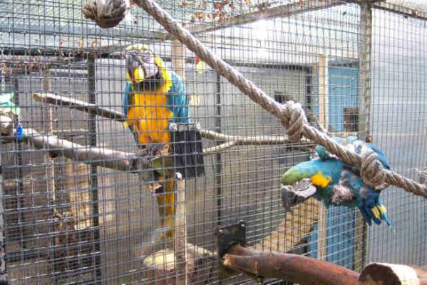 1 Uta Schokolinski Tier Naturschutzverein Niederberg Voegel-Papageien