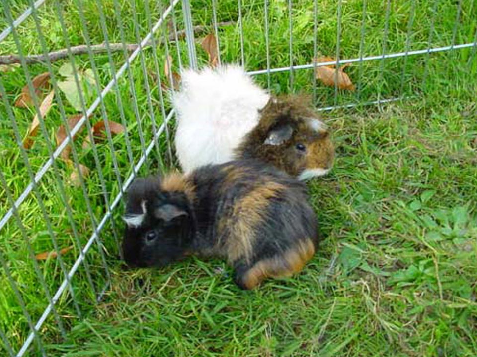 Bild zu vermittelnder Meerschweinchen unseres Tier- & Naturschutzvereins Niederberg e.V. - Uta Schokolinski | Papageien, Kakadus, Amazonen, Sittiche, Vögel