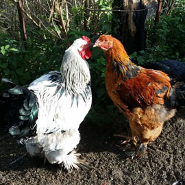 Vermittlung Start Uta Schokolinski Tier Naturschutzverein Niederberg Vogel Huhn01