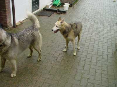 tiergeschichten aron gina ice 02 Uta Schokolinski