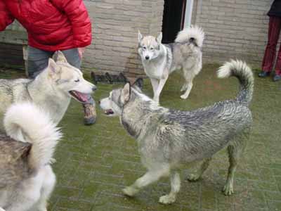 tiergeschichten aron gina ice 01 Uta Schokolinski