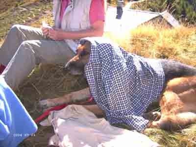 tiergeschichten tommy 02 Uta Schokolinski